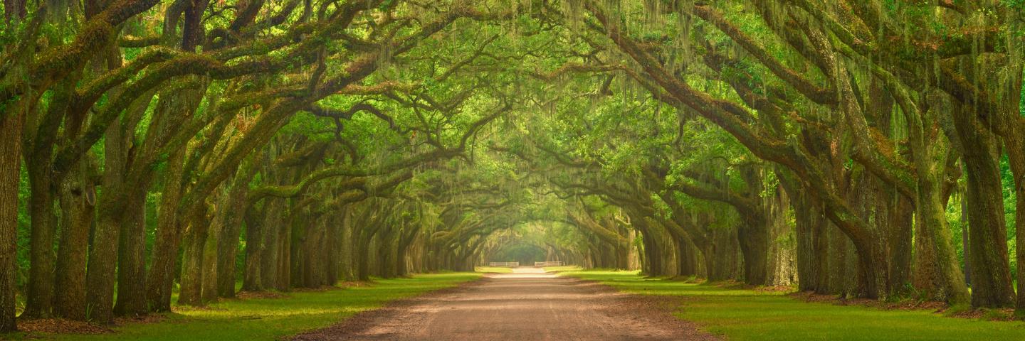 Enjoy the Southern Charm of Savannah